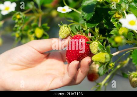 Mano di una donna con fragole coltivate in una serra di plastica in modo idroponico. Immagine della raccolta delle fragole, della raccolta delle fragole, ecc. Foto Stock