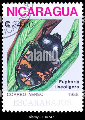 MOSCA, RUSSIA - 8 NOVEMBRE 2021: Francobollo stampato in Nicaragua mostra Beetle (Euphoria lineoligera), serie, circa 1988 Foto Stock