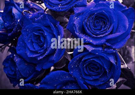 bel wallart artistico di mazzo di rose blu con gocce d'acqua full frame Foto Stock