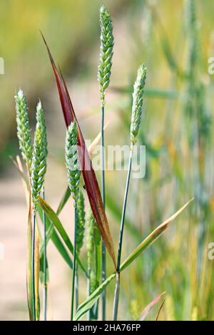 La nana gialla d'orzo (BYD) è una malattia vegetale causata dal virus della nana gialla d'orzo (BYDV). Sintomi - foglie rosse sul grano. Foto Stock