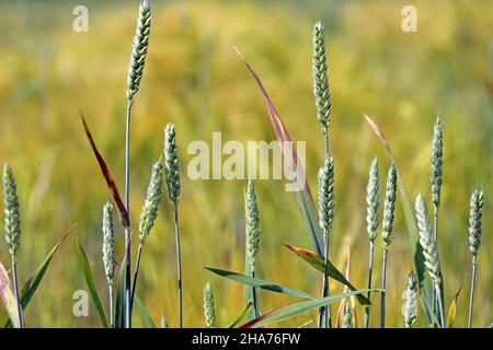 La nana gialla d'orzo (BYD) è una malattia vegetale causata dal virus della nana gialla d'orzo (BYDV). Sintomi - foglie rosse sul grano. Foto Stock