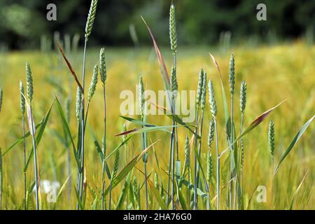 La nana gialla d'orzo (BYD) è una malattia vegetale causata dal virus della nana gialla d'orzo (BYDV). Sintomi - foglie rosse sul grano. Foto Stock