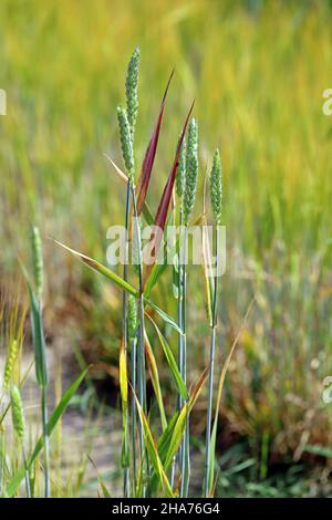 La nana gialla d'orzo (BYD) è una malattia vegetale causata dal virus della nana gialla d'orzo (BYDV). Sintomi - foglie rosse sul grano. Foto Stock