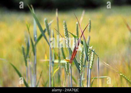 La nana gialla d'orzo (BYD) è una malattia vegetale causata dal virus della nana gialla d'orzo (BYDV). Sintomi - foglie rosse sul grano. Foto Stock