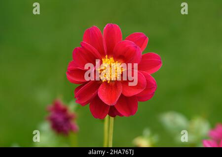 Fiore rosso brillante su sfondo verde. Daisy o dahlia fiore in giardino. Foto Stock