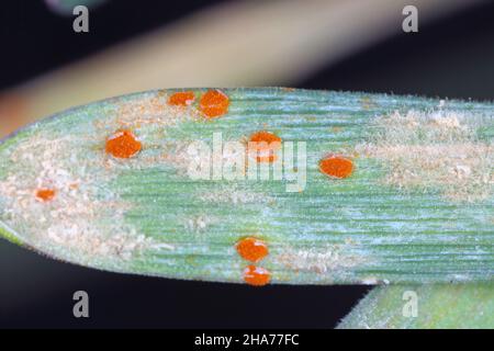 Il gambo, nero, e gruste di cereali sono causati dal fungo Puccinia graminis e orzo polverulento muffa o muffa di mais causato da Blumeria graminis Foto Stock