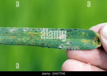 Il gambo, nero, e gruste di cereali sono causati dal fungo Puccinia graminis e orzo polverulento muffa o muffa di mais causato da Blumeria graminis Foto Stock