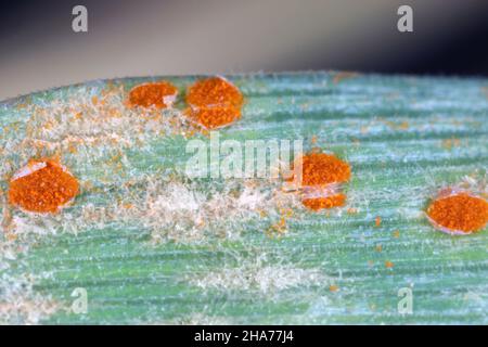 Il gambo, nero, e gruste di cereali sono causati dal fungo Puccinia graminis e orzo polverulento muffa o muffa di mais causato da Blumeria graminis Foto Stock