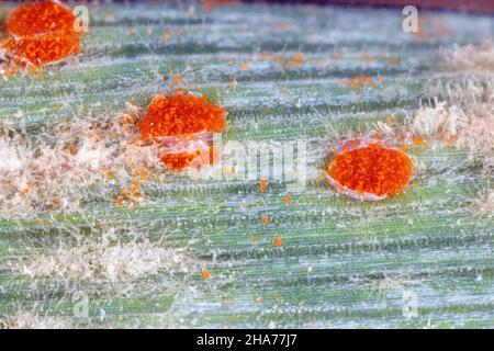 Il gambo, nero, e gruste di cereali sono causati dal fungo Puccinia graminis e orzo polverulento muffa o muffa di mais causato da Blumeria graminis Foto Stock