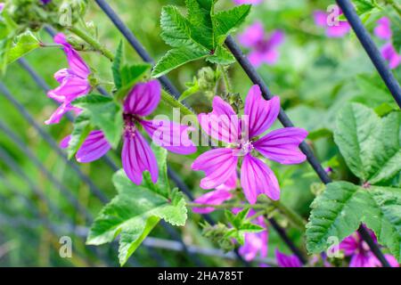 Molti delicati fiori rosa magenta di pianta di Althaea officinalis, comunemente noto come palude-mallow in un giardino in stile cottage britannico in una soleggiata estate da Foto Stock