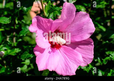 Rosa delicato fiore di Cornus kousa albero, comunemente noto come Ousa, kousa, cinese, coreano e giapponese dogwood, e foglie verdi in un giardino in un sunn Foto Stock