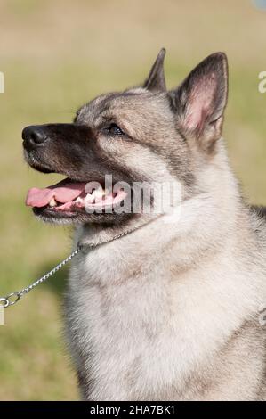 Ritratto di Elkhound norvegese ad uno spettacolo di cani Foto Stock