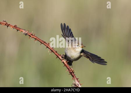 Willow Warbler vicino ad un nido dove stava prendendo insetti per dare da mangiare ai pulcini. Foto Stock