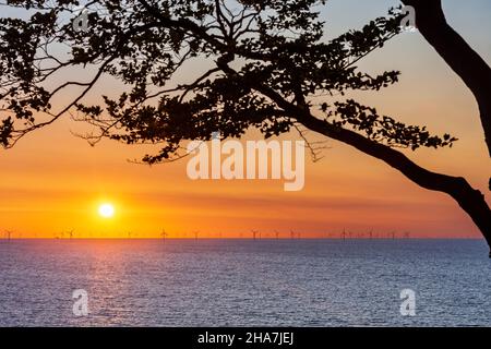 Vordingborg: Kriegers Flak Wind Farm, turbine eoliche, Mar Baltico, alba, albero, A Moens Klint, Moen, Danimarca Foto Stock