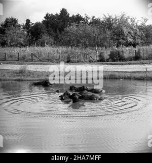 Gruzja, Tbilisi, 1969-11-21. Stolica Gruziñskiej Socjalistycznej Republiki Radzieckiej (a od 1991 r. Republiki Gruzji) jest miastem po³o¿onym na dnie i zboczach doliny rzeki Kury. NZ. gruziñski basztan na przedmieœciach Tbilisi. mta PAP/Tadeusz Olszewski Georgia, Tbilisi, 21 novembre 1969. La capitale della Repubblica socialista sovietica georgiana (dal 1991 la capitale della Repubblica di Georgia) è situata sul pavimento e sulle pendici del fiume Kura vally. Nella foto: Campo georgiano nella periferia di Tbilisi. mta PAP/Tadeusz Olszewski Foto Stock