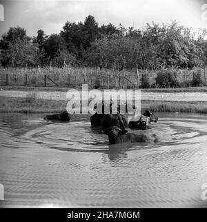 Gruzja, Tbilisi, 1969-11-21. Stolica Gruziñskiej Socjalistycznej Republiki Radzieckiej (a od 1991 r. Republiki Gruzji) jest miastem po³o¿onym na dnie i zboczach doliny rzeki Kury. NZ. gruziñski basztan na przedmieœciach Tbilisi. mta PAP/Tadeusz Olszewski Georgia, Tbilisi, 21 novembre 1969. La capitale della Repubblica socialista sovietica georgiana (dal 1991 la capitale della Repubblica di Georgia) è situata sul pavimento e sulle pendici del fiume Kura vally. Nella foto: Campo georgiano nella periferia di Tbilisi. mta PAP/Tadeusz Olszewski Foto Stock