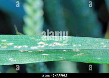 La muffa in polvere dell'orzo o la muffa del mais causata dal fungo Blumeria graminis è una malattia significativa che interessa le colture di cereali. Foto Stock