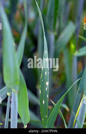 La muffa in polvere dell'orzo o la muffa del mais causata dal fungo Blumeria graminis è una malattia significativa che interessa le colture di cereali. Foto Stock