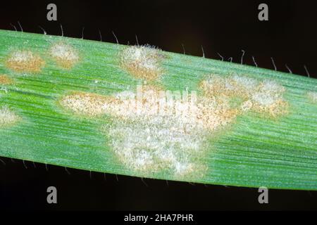 La muffa in polvere dell'orzo o la muffa del mais causata dal fungo Blumeria graminis è una malattia significativa che interessa le colture di cereali. Foto Stock