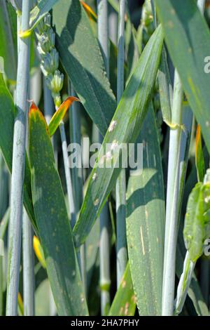 La muffa in polvere dell'orzo o la muffa del mais causata dal fungo Blumeria graminis è una malattia significativa che interessa le colture di cereali. Foto Stock