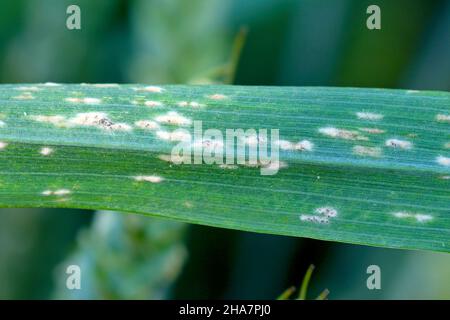 La muffa in polvere dell'orzo o la muffa del mais causata dal fungo Blumeria graminis è una malattia significativa che interessa le colture di cereali. Foto Stock