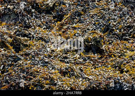 Primo piano di rocce ricoperte di alghe. Alghe marroni - arrossamento sulla spiaggia a bassa marea Foto Stock
