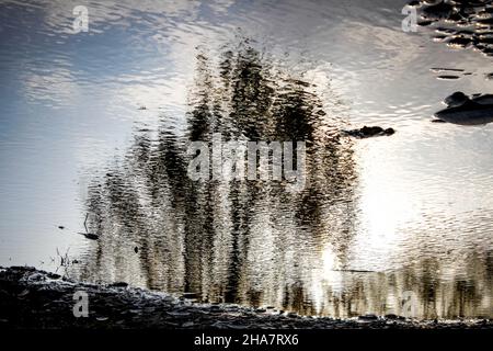 Sfondo sfocato astratto con una silhouette ad albero. Albero riflesso in una pozzanghera. Foto Stock