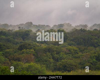 Giungla Amazzonica - i polmoni verdi del mondo. Il Brasile. Il Perù. La Colombia, Amazonia. Sud America. Foto Stock