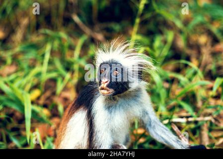 Denaro rosso Colobus in pericolo nel parco nazionale della foresta di Jozani a Zanzibar, Tanzania. Immagine a toni. Foto Stock