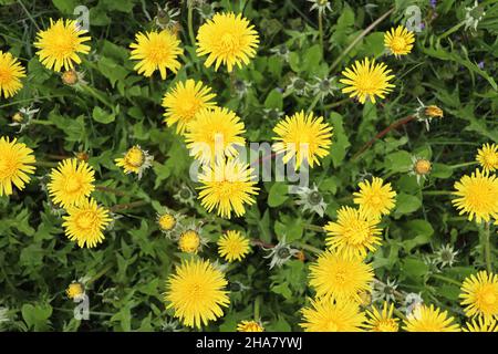 Dentelioni gialli. Fioritura di dandelioni in primavera sullo sfondo di un prato verde. Foto Stock
