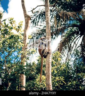 Denaro rosso Colobus in pericolo nel parco nazionale della foresta di Jozani a Zanzibar, Tanzania. Immagine a toni. Foto Stock