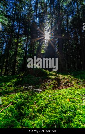 Escursioni a Kuernburg vicino a Stamsried nelle foreste bavaresi Foto Stock