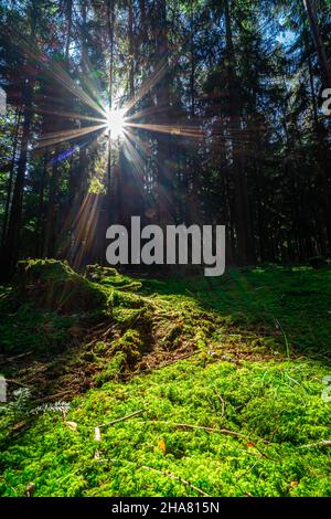 Escursioni a Kuernburg vicino a Stamsried nelle foreste bavaresi Foto Stock