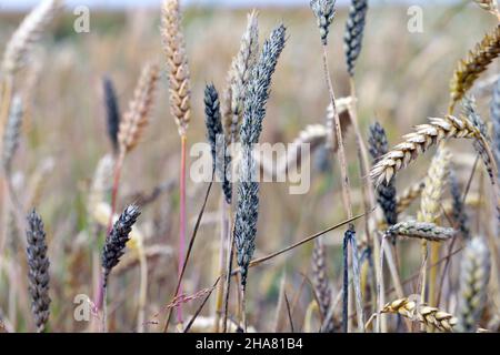 Muffa nera sooty muffa su spighe di grano, Cladosporium herbarum Alternaria alternata. Malattie cerealicole, malattie dell'orecchio. Foto Stock