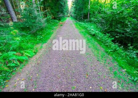 Escursioni a Kuernburg vicino a Stamsried nelle foreste bavaresi Foto Stock