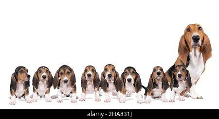 Famiglia di cuccioli francesi basset artesien normand e la loro madre seduta e in piedi visto dalla parte anteriore isolato su uno sfondo bianco Foto Stock