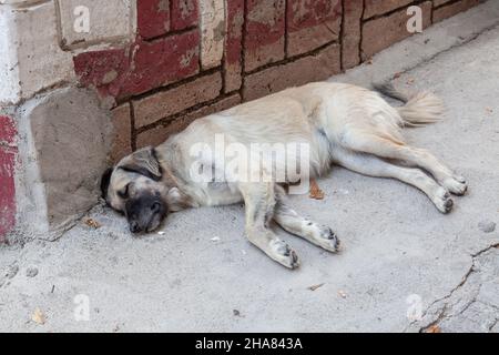 Carino piccolo cane senza tetto per le strade della Turchia durante una giornata di sole. Foto Stock