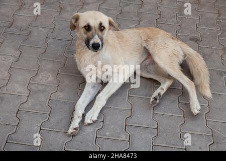 Carino piccolo cane senza tetto per le strade della Turchia durante una giornata di sole. Foto Stock