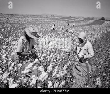 1950S UOMINI E DONNE ANONIMI CHE RACCOLGONO COTONE IN CAMPI AL DI FUORI DI MANAGUA NICARAGUA AMERICA CENTRALE - C2522 LAN001 HARS PIANTE AGRICOLTURA TESSILE B&W TRISTEZZA RACCOGLIENDO ABILITÀ OCCUPAZIONE COMPETENZE CAMPI AD ANGOLO ALTO LAVORO OCCUPAZIONE OCCUPAZIONI ANONIME DIPENDENTE DIFFICILE NERO E BIANCO AMERICA CENTRALE LAVORO VECCHIO STILE Foto Stock