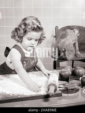 1950S PICCOLA RAGAZZA SERIA CHE ROTOLA FUORI PASTA DI PASTICCERIA PER UNA TORTA DI MELE IL SUO CANE CURIOSO COCKER SPANIEL CHE GUARDA DA VICINO - J6977 HAR001 HARS STUDIO SHOT CUCCIOLI HOME LIFE COPIA SPAZIO MEZZA LUNGHEZZA ANIMALI MELE COCKER B&W PASTA PASTICCERIA OBIETTIVI MAMMIFERI ALTO ANGOLO ATTENZIONE CANINES POOCH CONCETTUALE ROLLING PIN SUPPORTO CANINE CONCENTRATO CREATIVITÀ FOCALIZZATA INTENSO GIOVANI MAMMIFERO PUP STUDIOSO BIANCO E NERO ETNIA CAUCASICA CONCENTRAZIONE CONCENTRAZIONE PREPARAZIONE ALIMENTARE HAR001 INTENT OLD FASHIONED Foto Stock