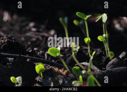 Piccola piantina verde germogliante dalla cenere dopo il fuoco selvatico Foto Stock