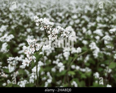 Fiori di grano saraceno bianco grazioso su un campo in primo piano estate Foto Stock