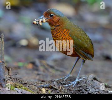 Un adulto gigante Antpitta (Grallaria gigantea hylodroma) in Ecuador a Paz de las Aves, provincia di Pichincha Foto Stock