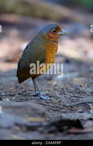 Un adulto gigante Antpitta (Grallaria gigantea hylodroma) in Ecuador a Paz de las Aves, provincia di Pichincha Foto Stock