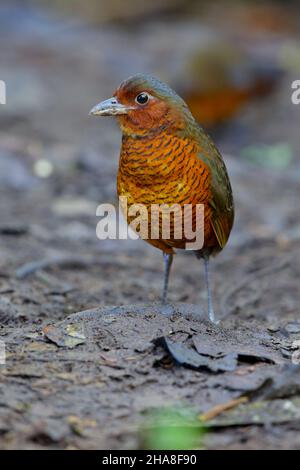 Un adulto gigante Antpitta (Grallaria gigantea hylodroma) in Ecuador a Paz de las Aves, provincia di Pichincha Foto Stock