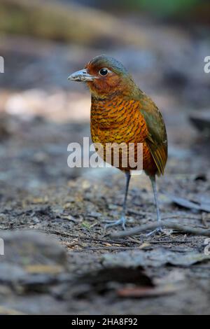 Un adulto gigante Antpitta (Grallaria gigantea hylodroma) in Ecuador a Paz de las Aves, provincia di Pichincha Foto Stock