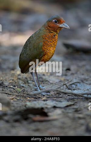 Un adulto gigante Antpitta (Grallaria gigantea hylodroma) in Ecuador a Paz de las Aves, provincia di Pichincha Foto Stock