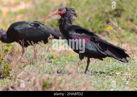 Un adulto, Northern Bald ibis (Geronticus eremita), che si nutriva nei pressi di Tamri sulla costa atlantica del Marocco all'inizio della primavera Foto Stock