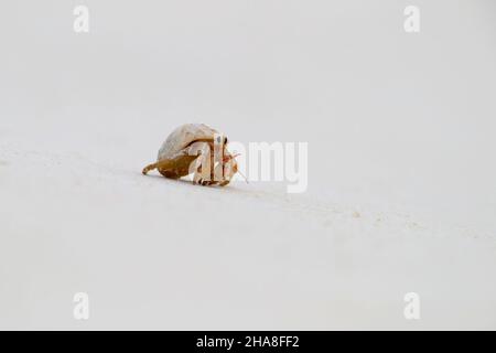 Coenobita perlatus, una specie di granchio eremita terrestre noto come granchio eremita di fragole, sull'atollo Cosmoldeo delle Seychelles Foto Stock