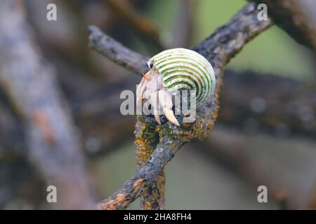 Coenobita perlatus, una specie di granchio eremita terrestre noto come granchio eremita di fragole, sull'atollo Cosmoldeo delle Seychelles Foto Stock